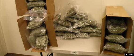 Nanaimo Pot Bust