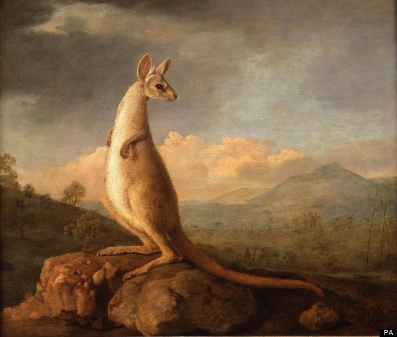 kangaroo