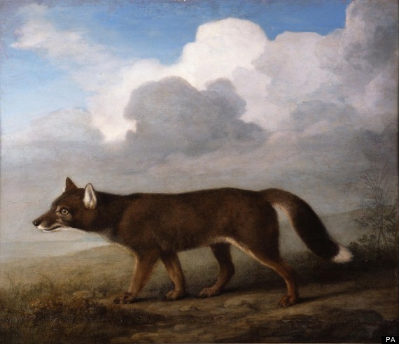 dingo