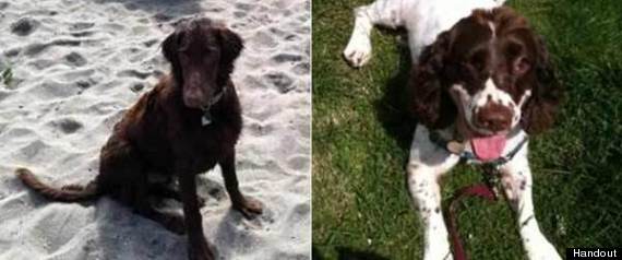 Creature Comforts Dogs