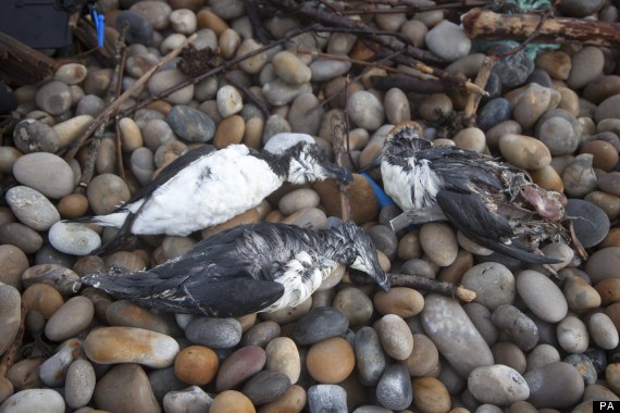 dead seabirds