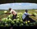 Greg Asbed: Super Bowl Ad Extolling Virtues of Farm Labor Fails to Value, Include Farmworkers