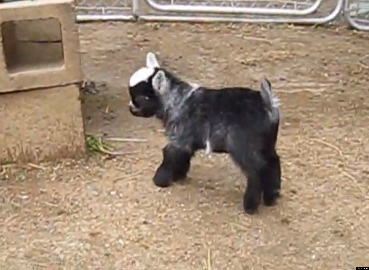 Just A Baby Pygmy Goat Doing A Happy Dance (VIDEO