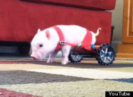 Un petit cochon pas comme les autres! (VIDÉO)