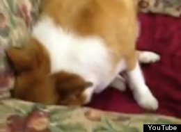 WATCH: What's This Corgi So Afraid Of?