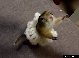 WATCH: Gopher Does Ballet