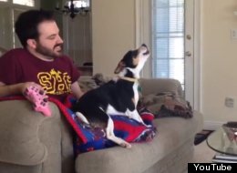 WATCH: Dog Sings Along To 'The Office' Theme 