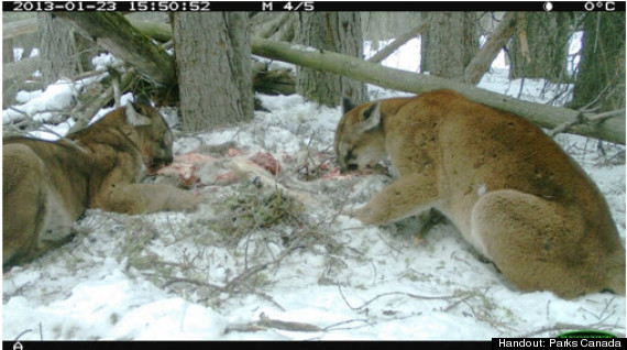 cougars banff deer