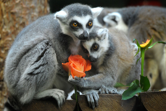 ring tailed lemur