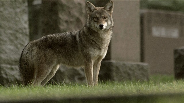meet the coywolf susan fleming