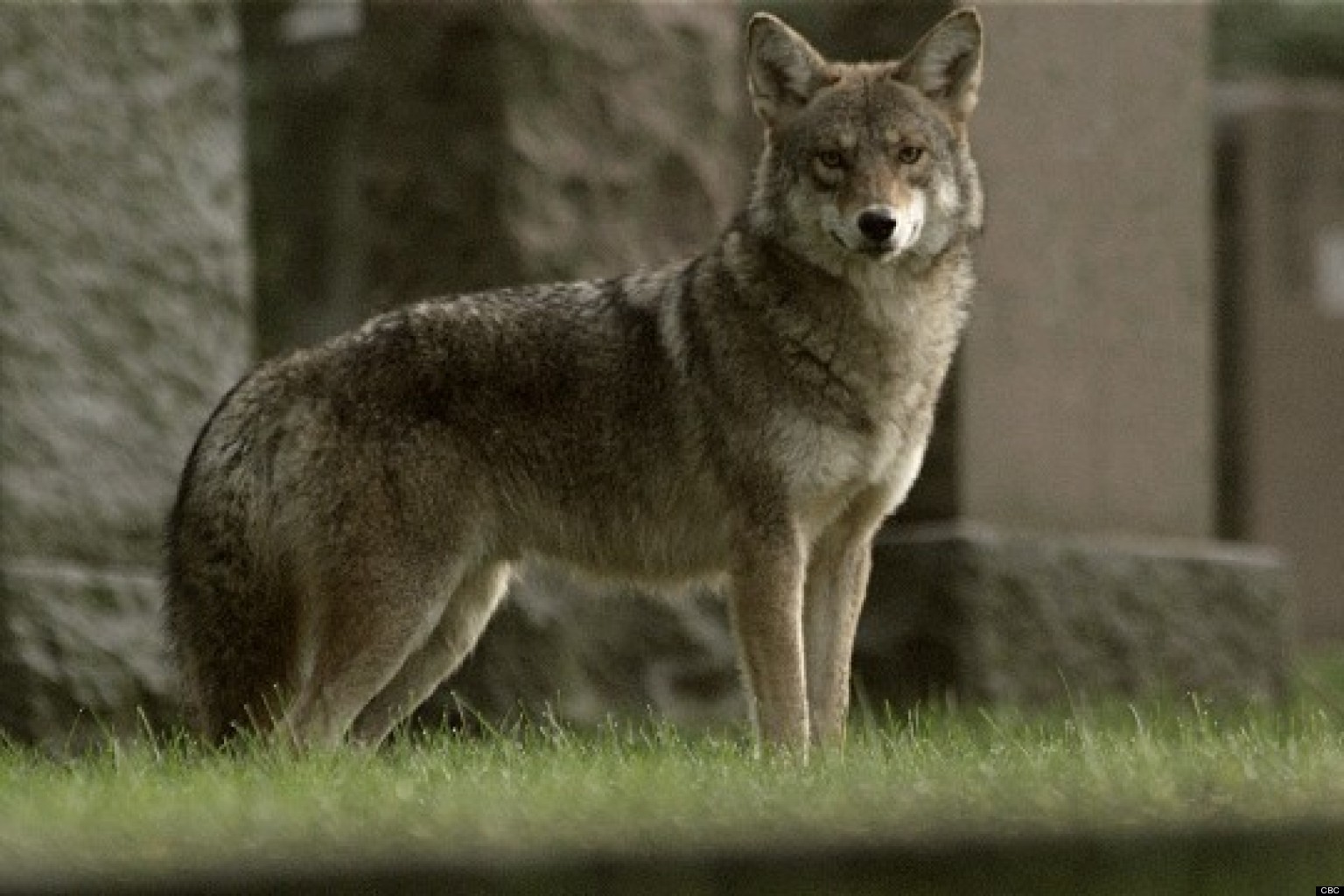 http://i.huffpost.com/gen/980356/thumbs/o-MEET-THE-COYWOLF-SUSAN-FLEMING-facebook.jpg