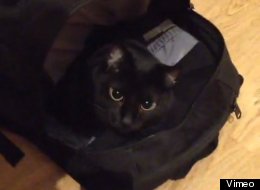 WATCH: Be Afraid. Be Very Afraid. Of... Backpack Cat!