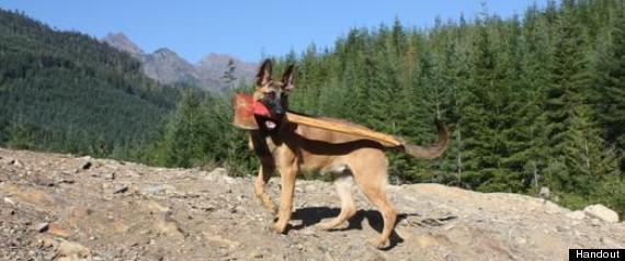 Dog Shot By Conservation Officer