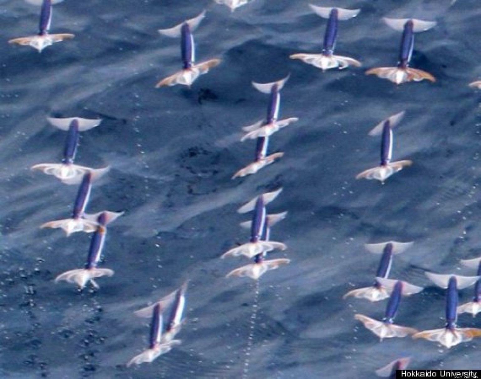 Japanese Flying Squid's Abilities Confirmed, Speed Measured By