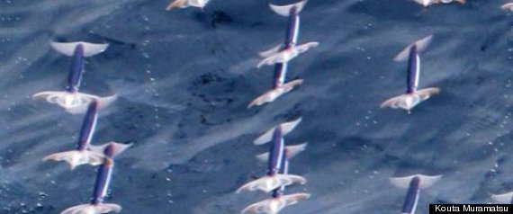 Japanese Flying Squid