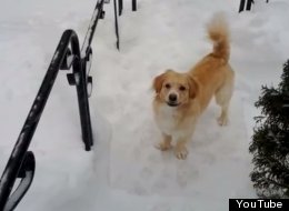 WATCH: This Dog LOVES The Snow