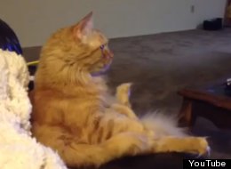 LOOK: Cat Loves Watching Hockey On TV