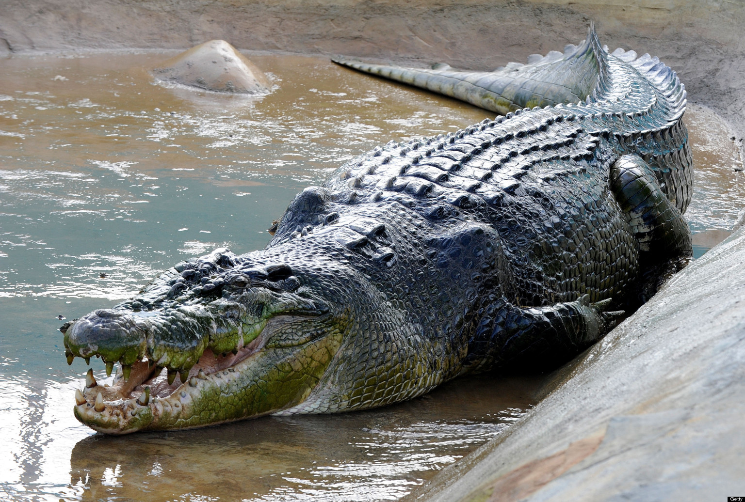 Lolong Dead World's Largest Crocodile In Captivity Dies In Philippines