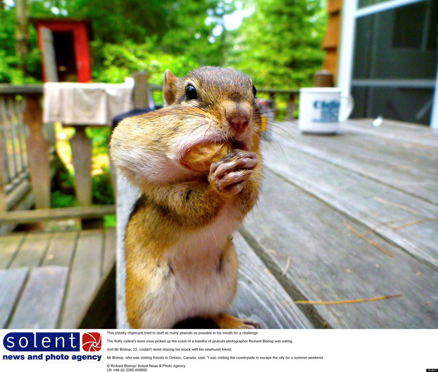 Chipmunk Has His Chops Full (PICTURES)