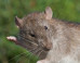 alberta-rats