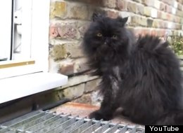 WATCH: The Amazing Two-Legged Cat 