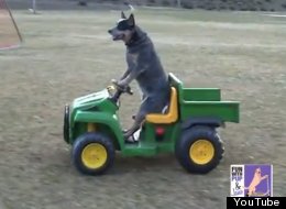 WATCH: Dog Drives Himself To The Park