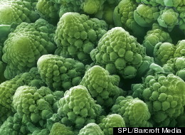 Never Mind Lasagnas: All Food Is Pretty Gross Up Close...