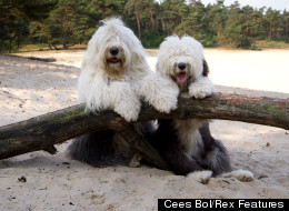LOOK: Old English Sheepdogs Hang Out Together 