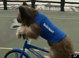 Norman, le chien à roulettes 