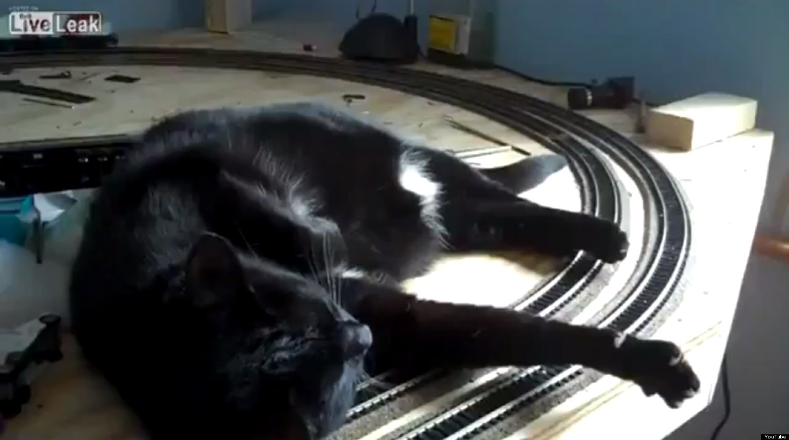 Cat Derails Train (VIDEO) HuffPost UK