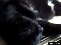 WATCH: Cat Derails Train 