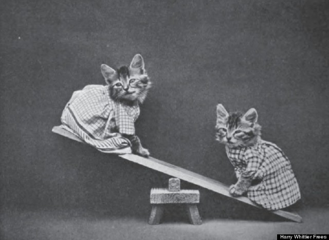 cats see shaw