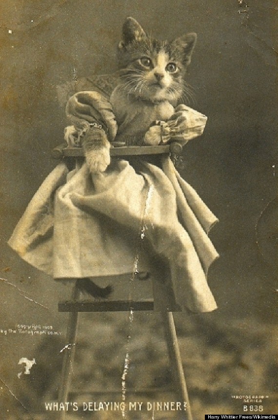 cat high chair