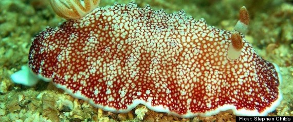 Sea Slug Disposable Penis