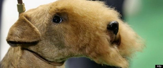 Perros Ms Guapos Del Mundo Concurso