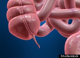 'Useless' Organ May Have Function After All, Researchers Say
