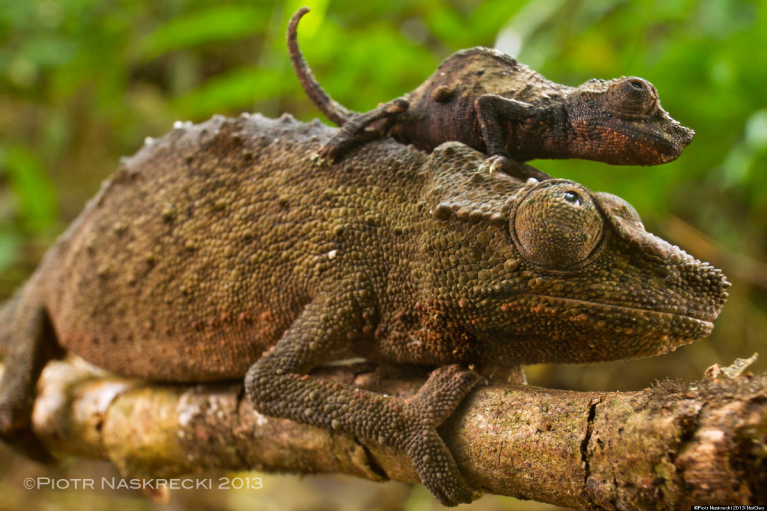 Pygmy Chameleon Photos Show Stunning Creature In Natural Habitat