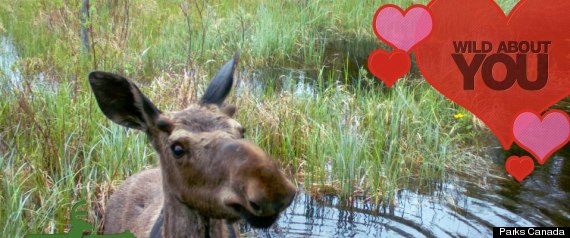 Valentines Photos Parks Canada