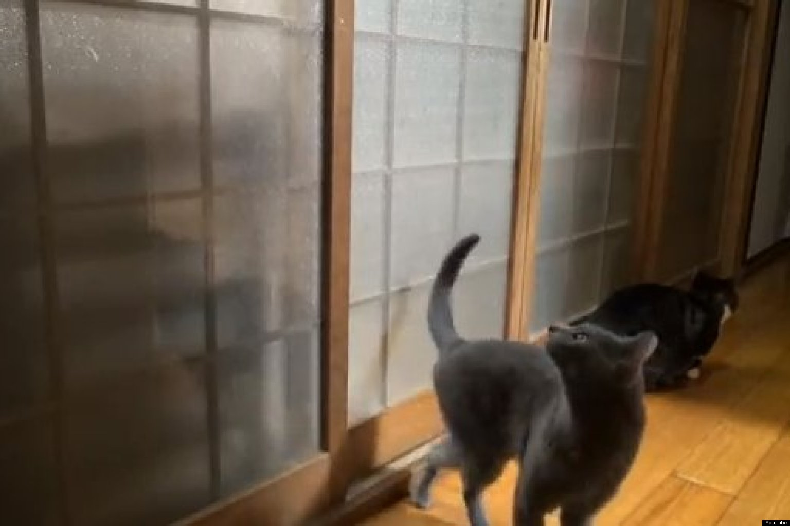 Persistent Cat's Hilarious Knock On Bedroom Door (VIDEO)