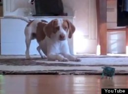 WATCH: Dog Vs Robot Crab