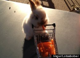 s-BUNNY-SHOPPING-CART-large.jpg