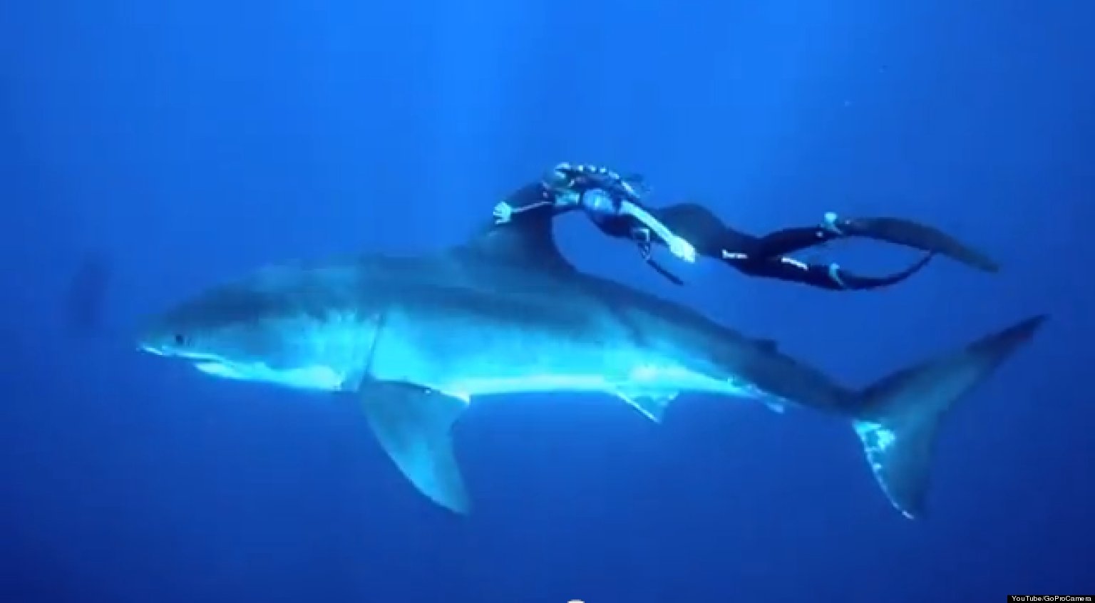 Ocean Ramsey Shark Diver Swims With Great White Shark Video Huffpost 1854