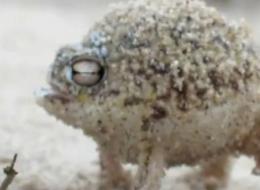 Vous ne devinerez jamais le bruit que fait cette grenouille