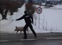 Le cochon qui fait rire toute la Pologne