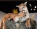 Local Taxidermist's Big Score