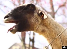 2 minutes d'insupportables cris humains (poussés par des animaux)