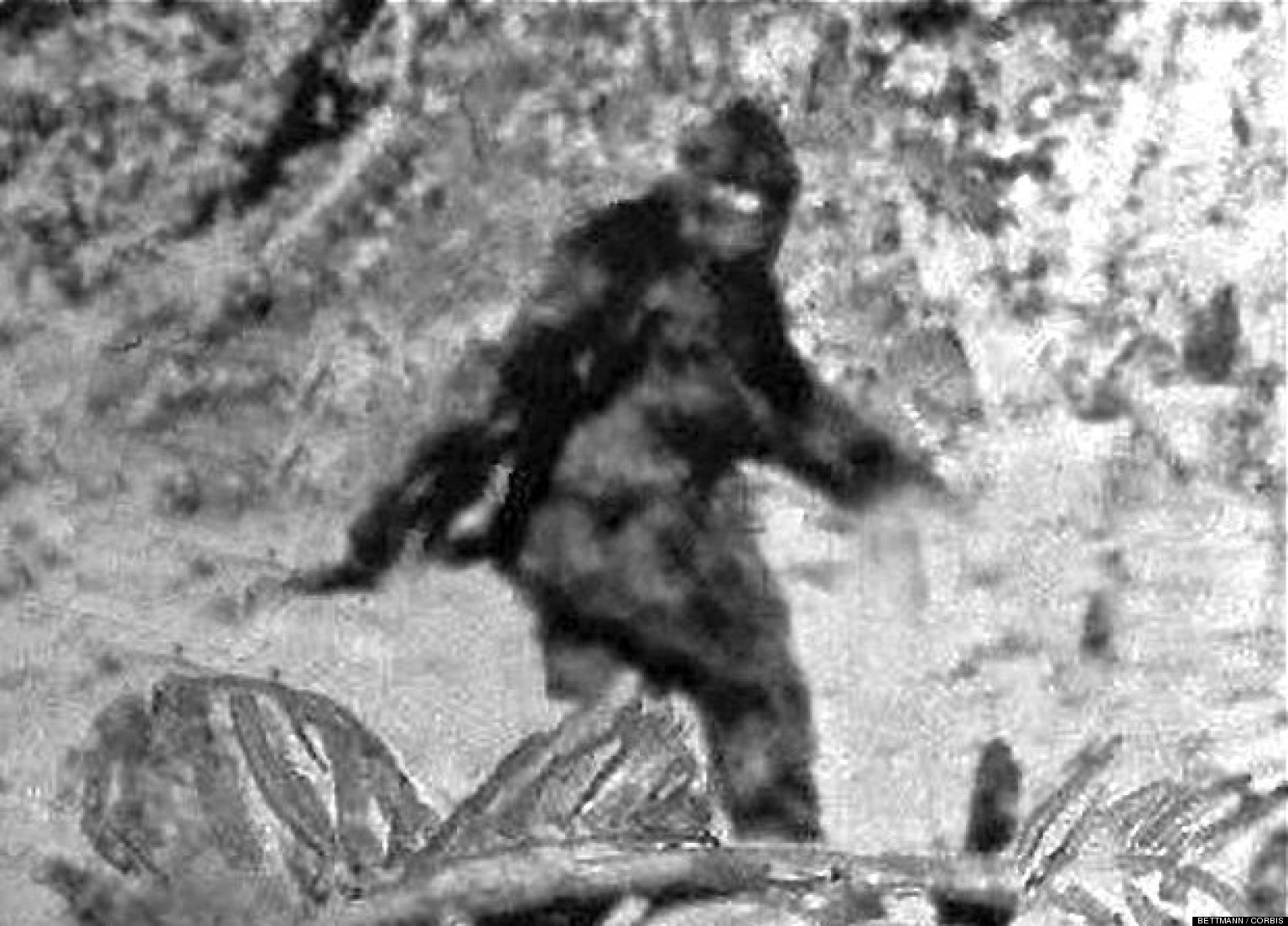 Bigfoot DNA Under The Microscope; Controversy Brews Over DeNovo Science