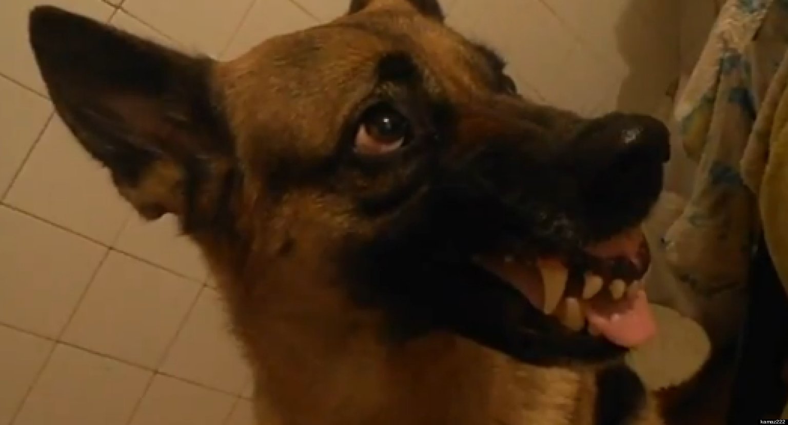 Russian Dog Can Change Expressions On Command (VIDEO)