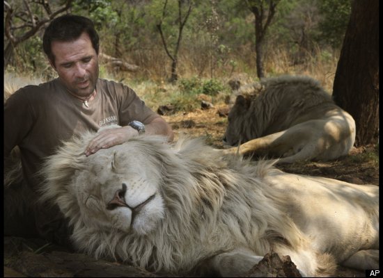 Incredible Photographs! Kevin Richardson Canoodling with His White Lion  Pride | Pan Macmillan