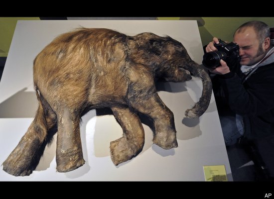 Mammoth Calf, Ancient Art Work Displayed At Neanderthal Museum In ...